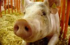 Заболевание свиней – Эзофагостомоз